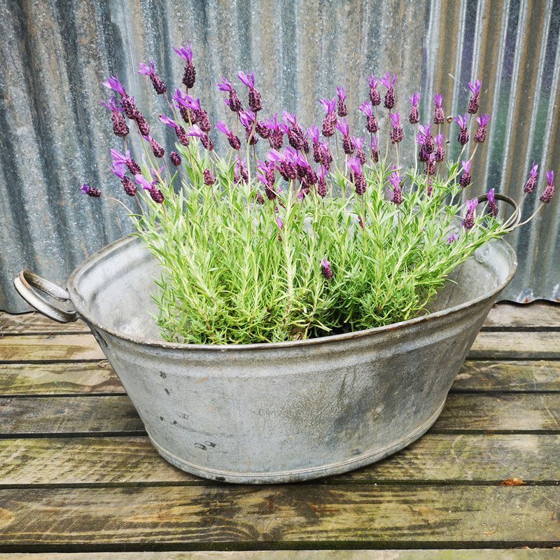 Large Galvanised Tin Bath With Handles BAXTER & CO. home